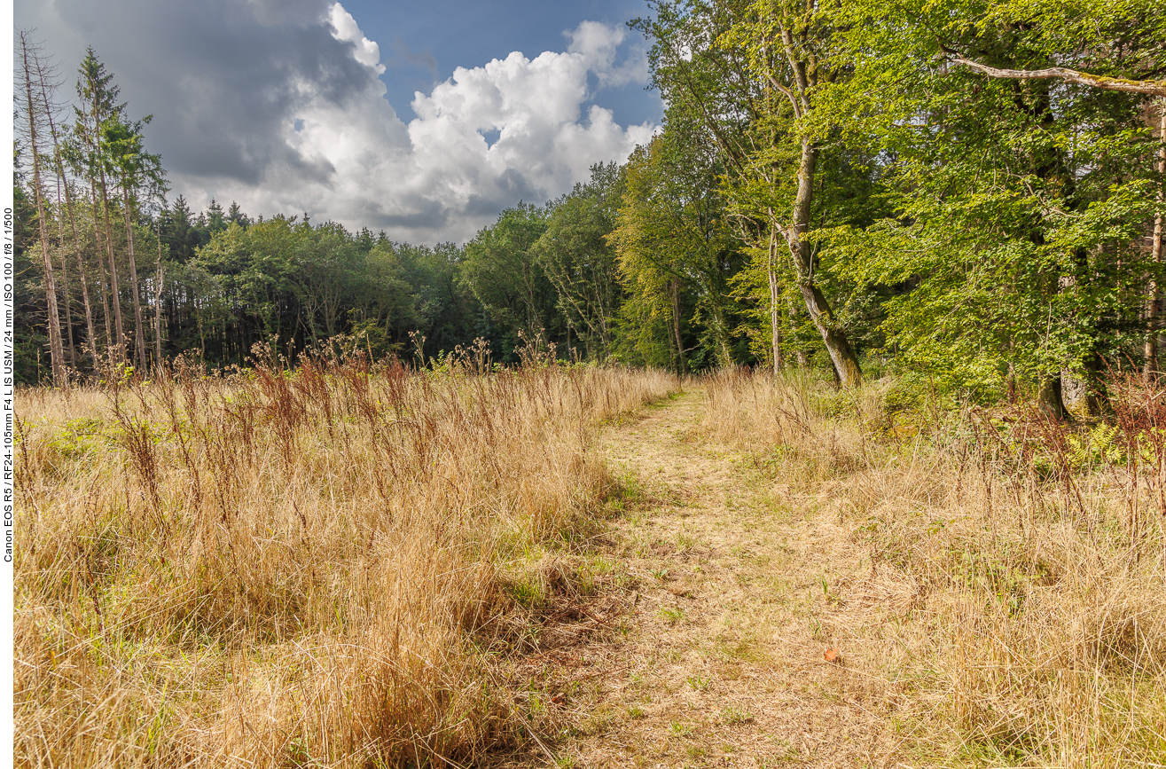 Wiesenweg am Waldrand