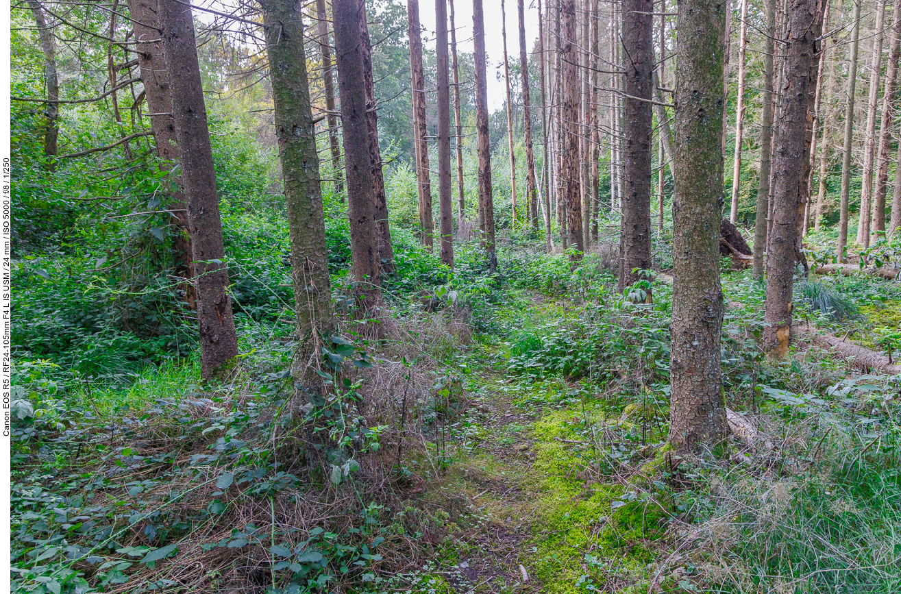 Pfad durch den Wald