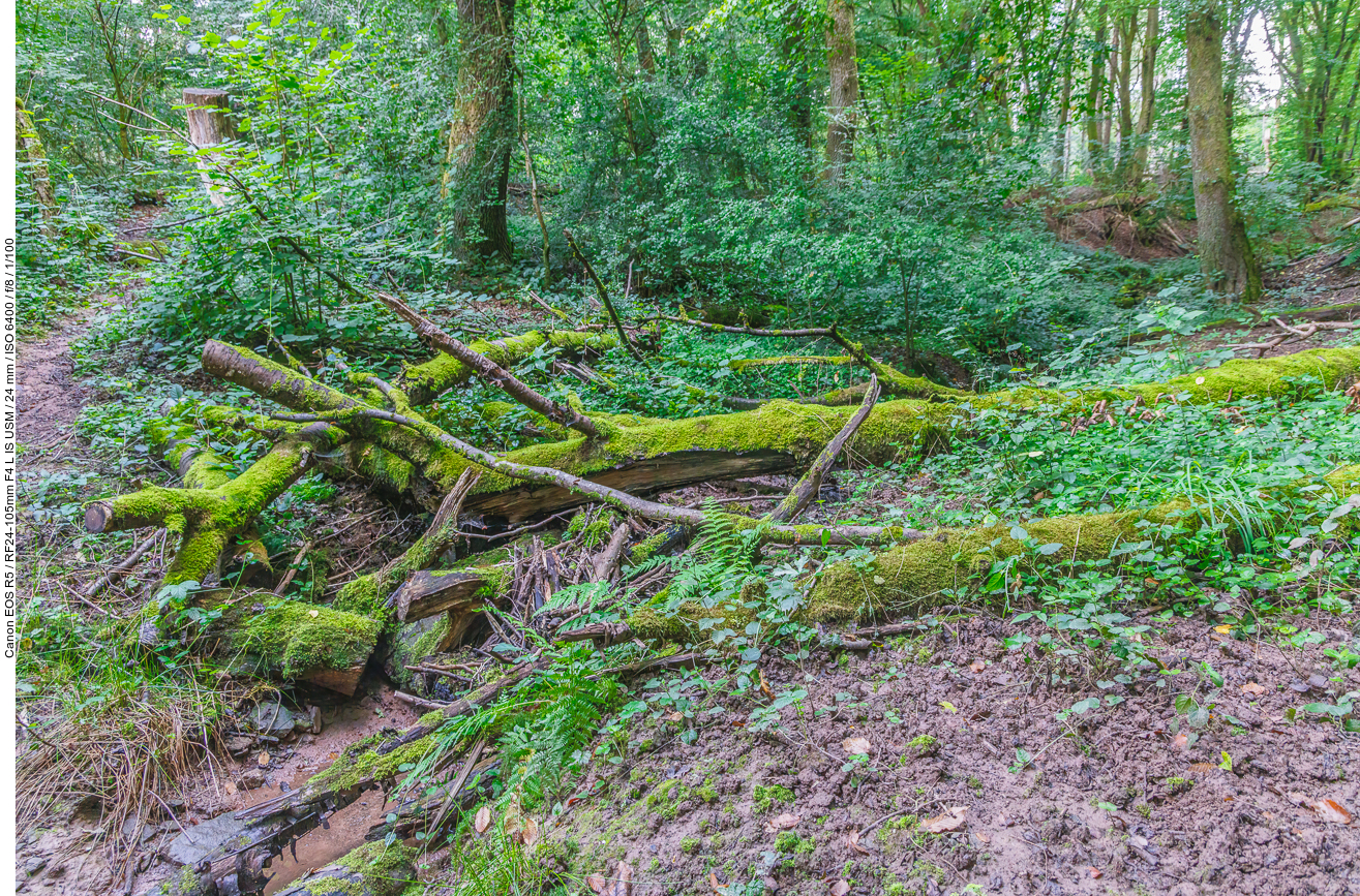 Bach durch den "Urwald"