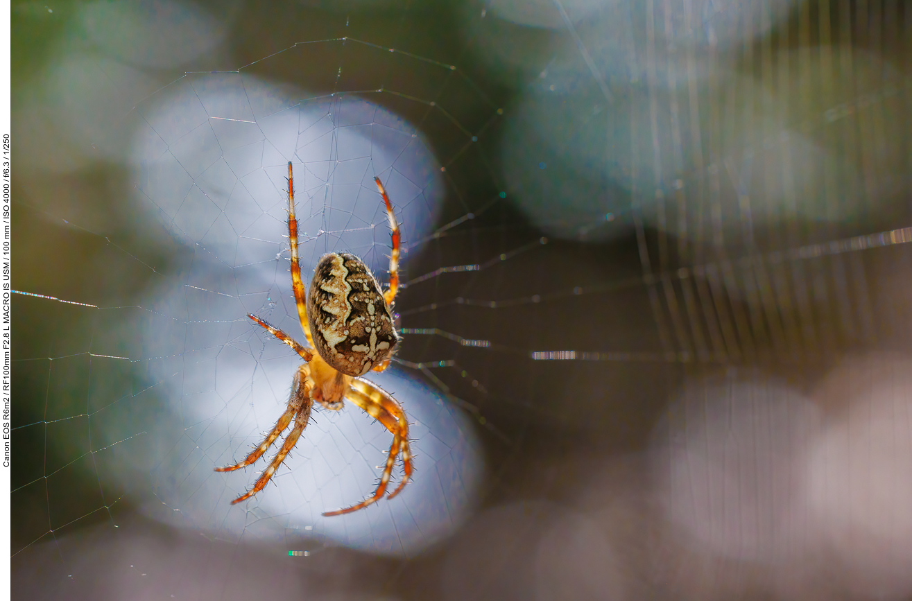 Gartenkreuzspinne [Araneus diadematus]