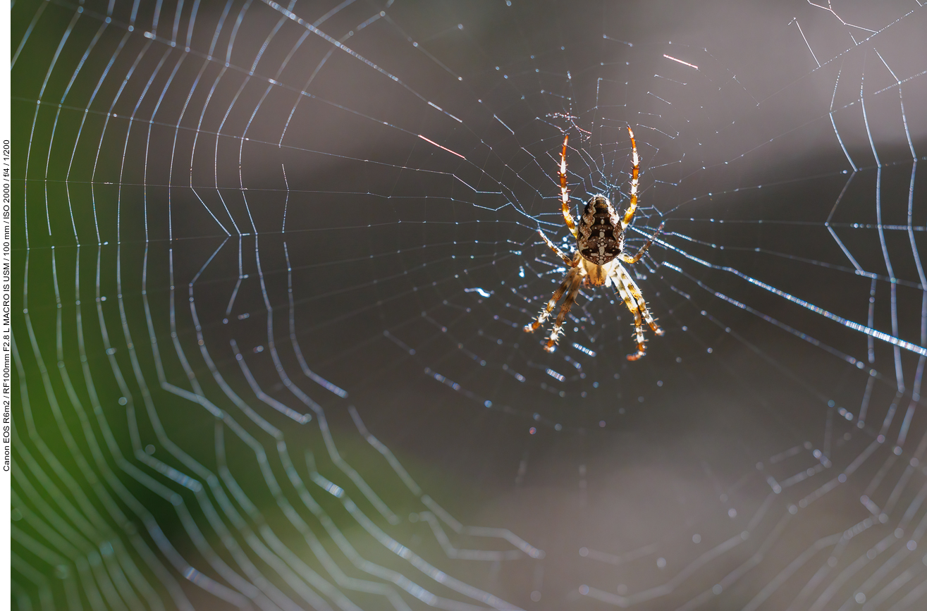 Gartenkreuzspinne [Araneus diadematus]