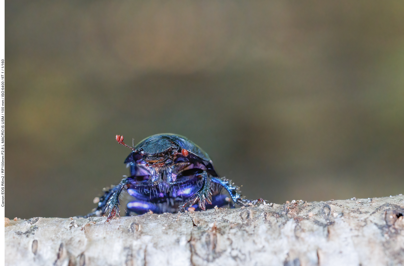 oder ein Waldmistkäfer [Anoplotrupes stercorosus] ;-)