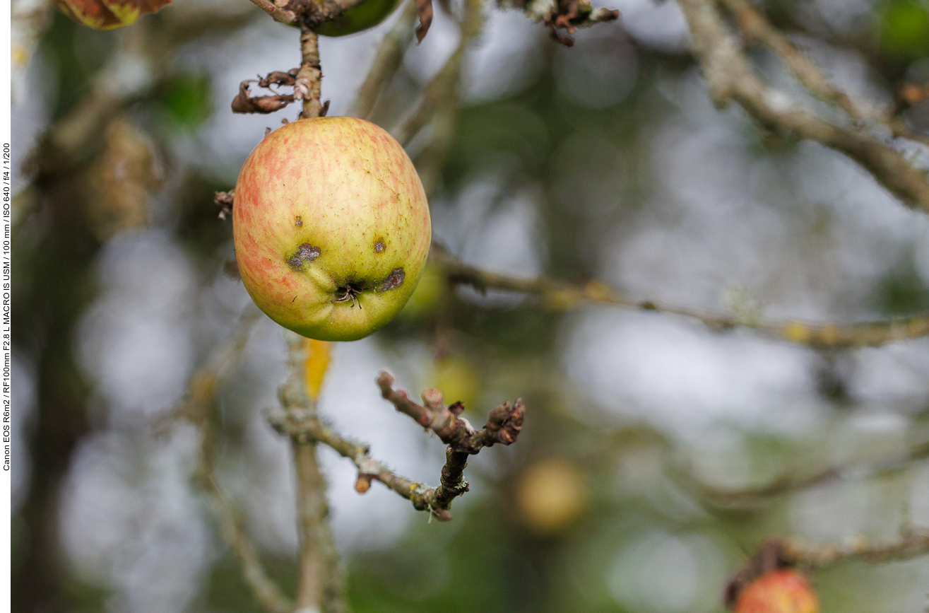 Noch unreifer Apfel
