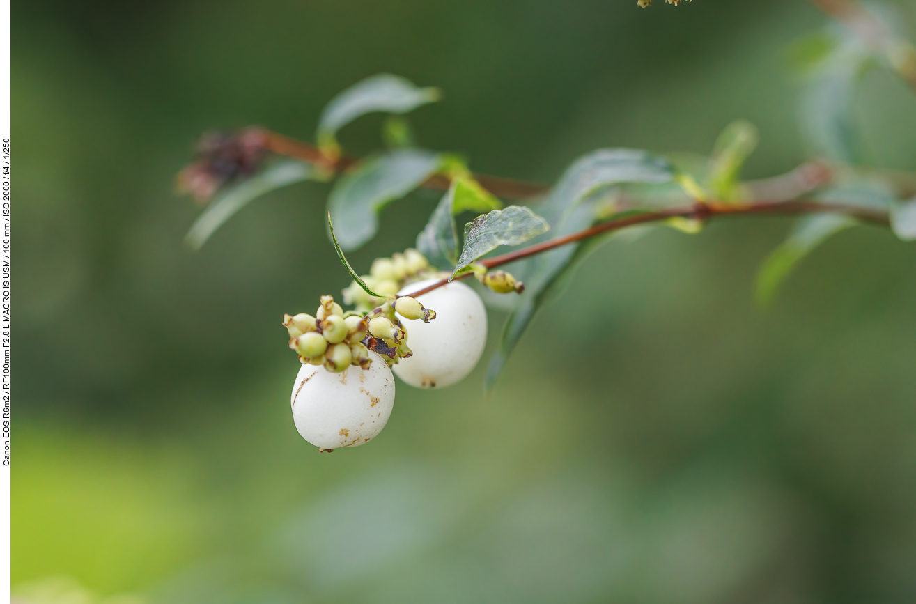 Gemeine Schneebeere [Symphoricarpos albus]