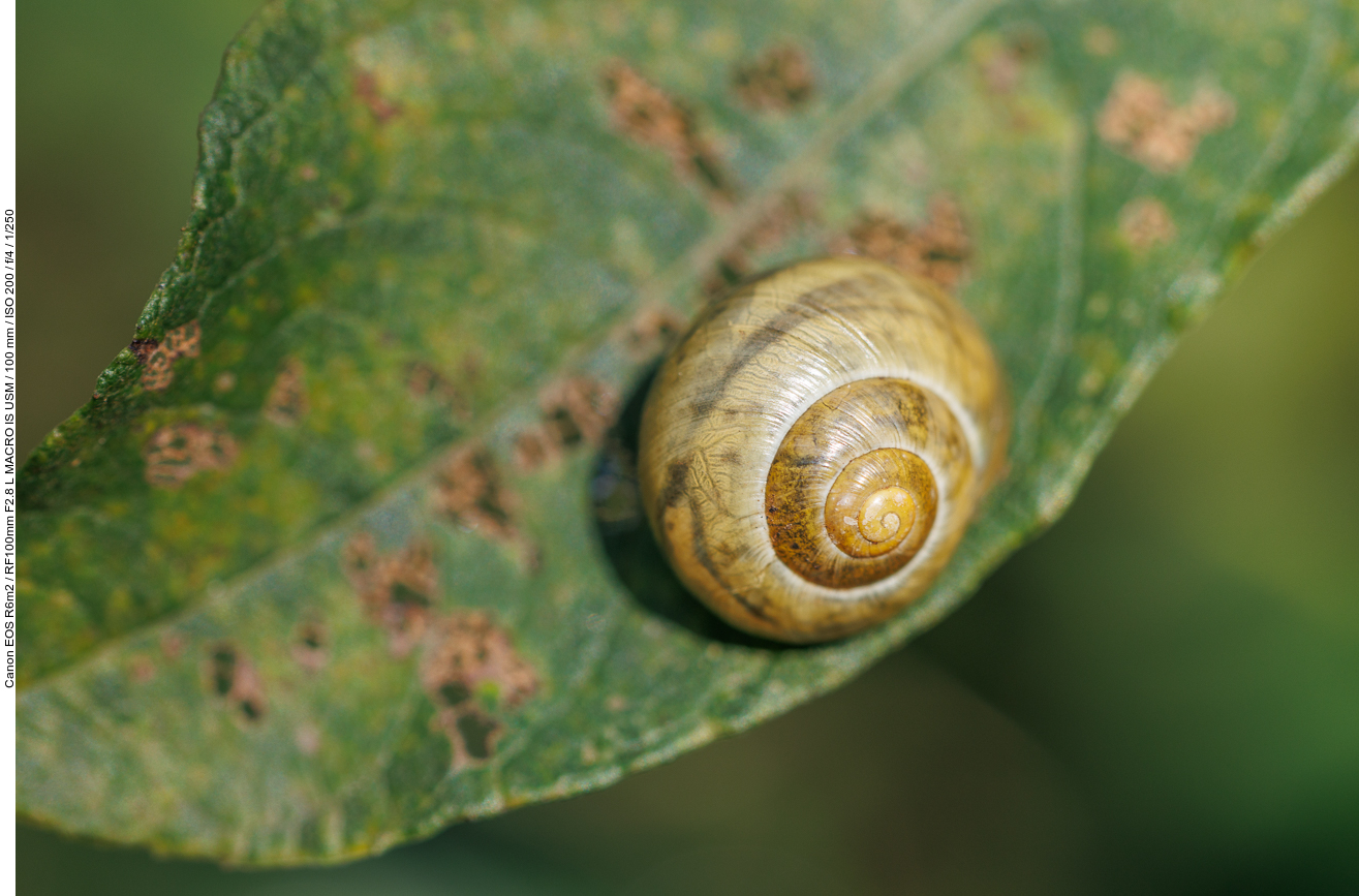 ... aber das ist eine Schnecke und schon wieder nicht die Himmels Gääß :-(