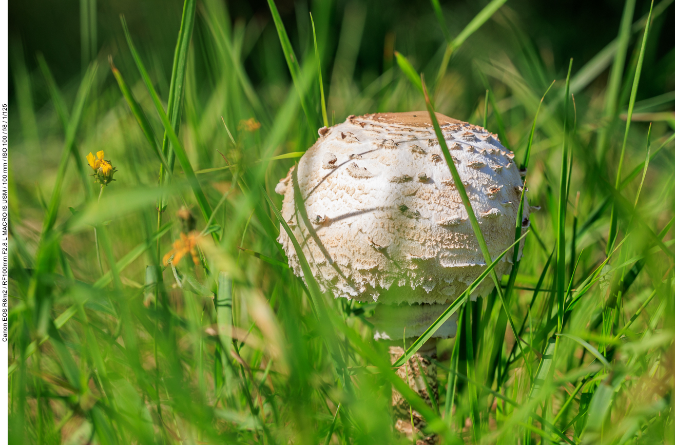 Parasol im Gras versteckt