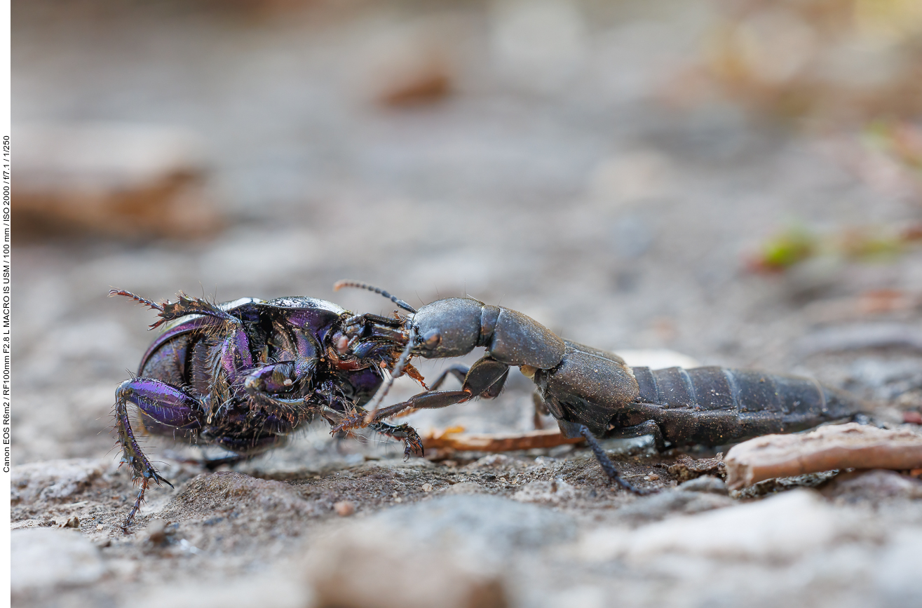 Ein Schwarzer Moderkäfer [Ocypus olens] versucht einen Waldmistkäfer [Anoplotrupes stercorosus] zu erbeuten