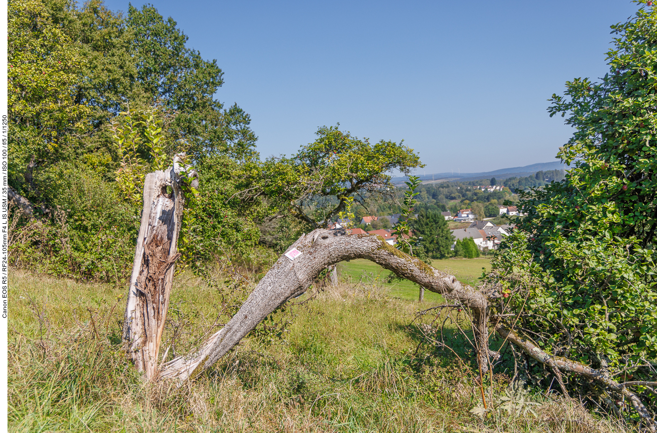 Wanderwegszeichen an einem morschen Baum