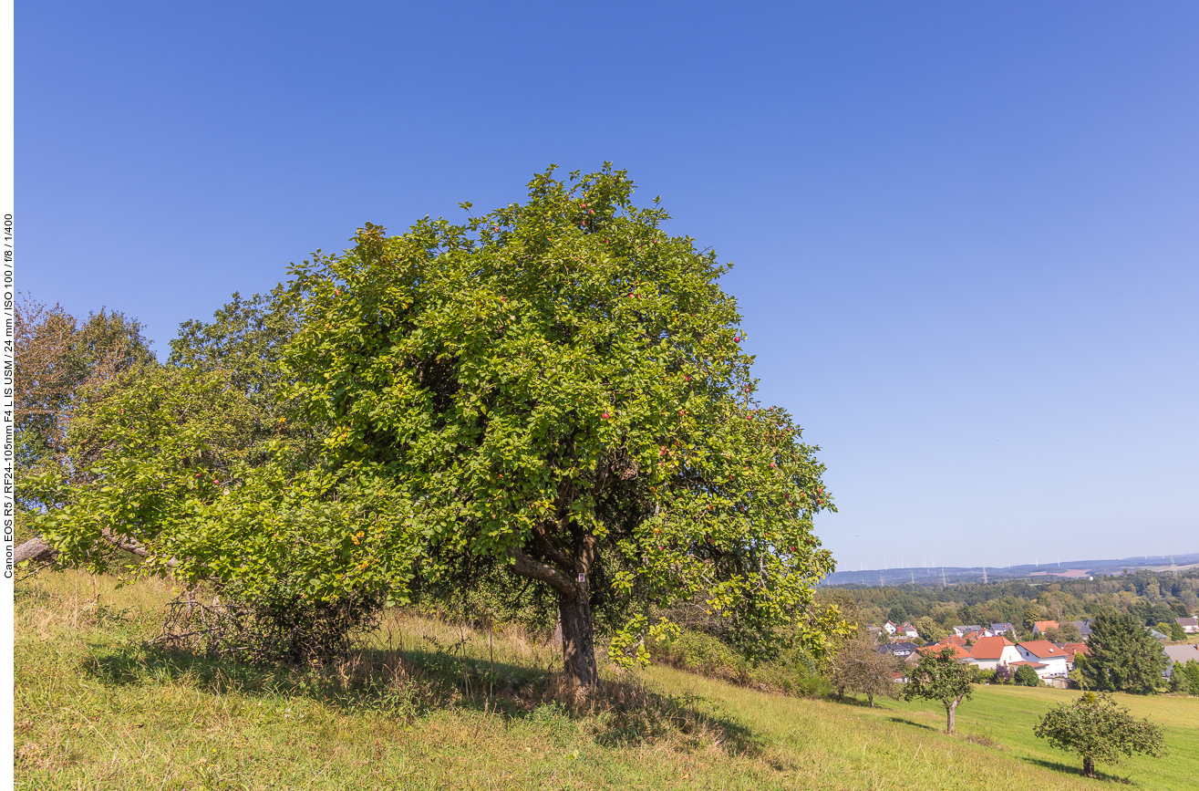 Apfelbaum