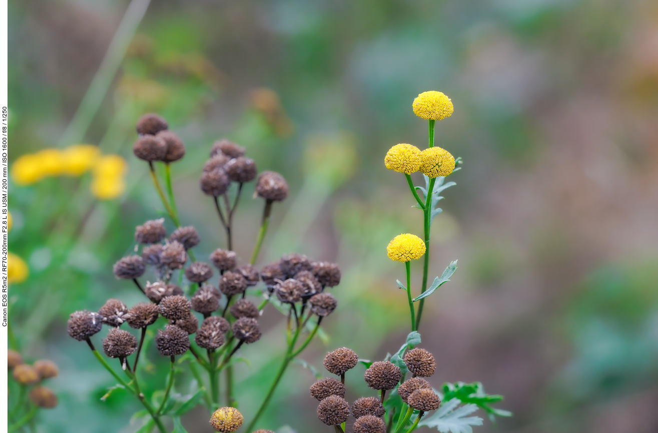 Rainfarn [Tanacetum vulgare]
