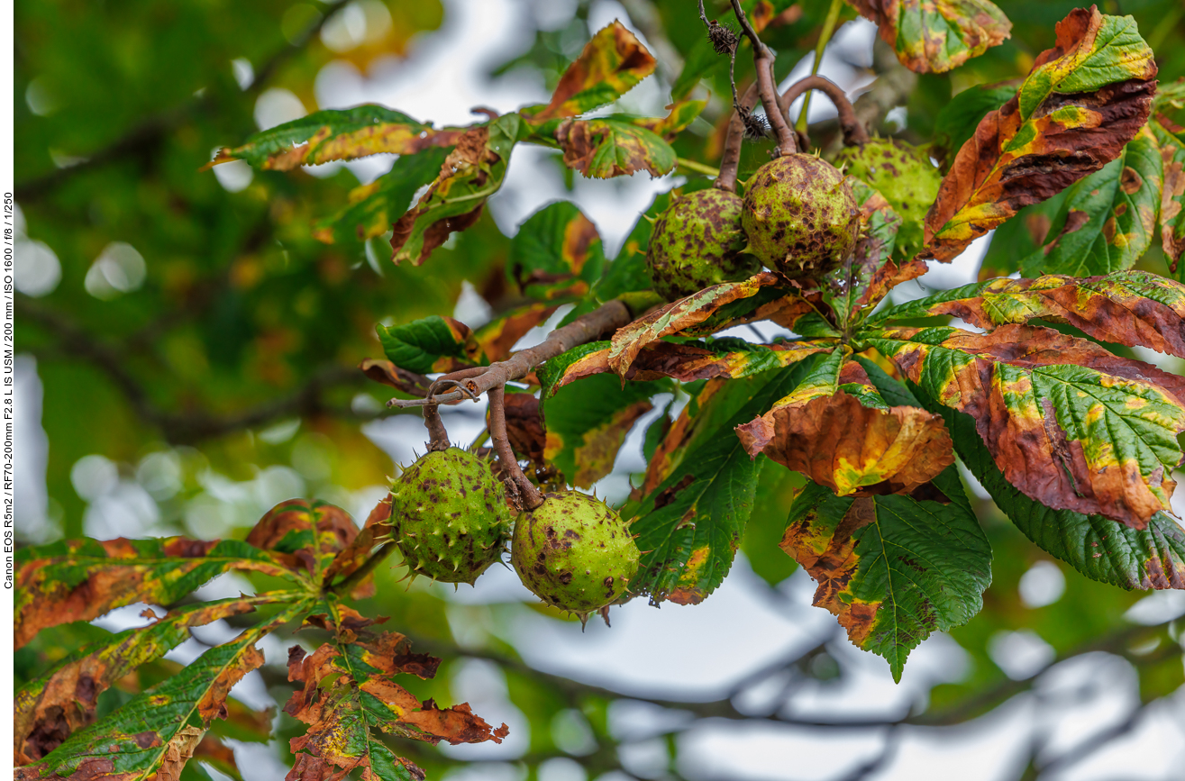 Gewöhnliche Rosskastanie [Aesculus hippocastanum]