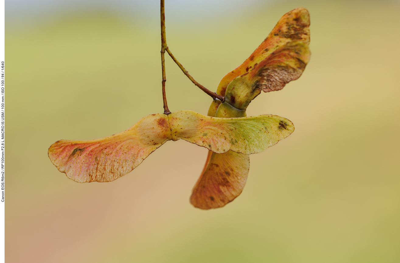 Spitz-Ahorn [Acer platanoides]