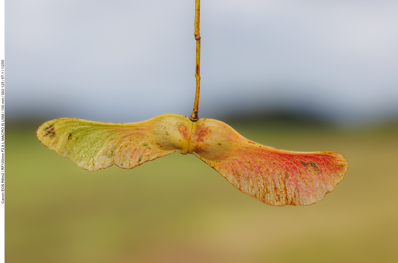 Spitz-Ahorn [Acer platanoides]