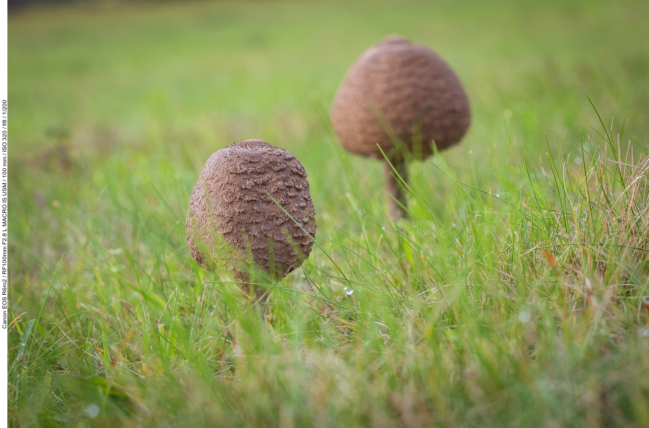 Gemeiner Riesenschirmling (Parasol oder Riesenschirmpilz) [Macrolepiota procera]