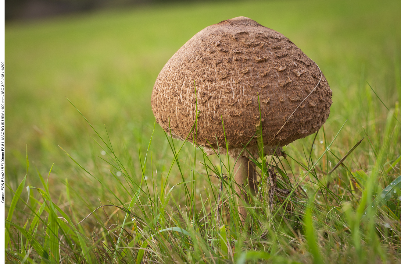 Gemeiner Riesenschirmling (Parasol oder Riesenschirmpilz) [Macrolepiota procera]