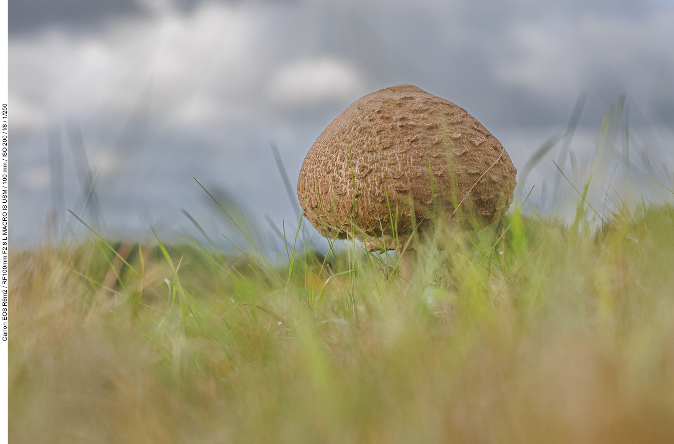 Gemeiner Riesenschirmling (Parasol oder Riesenschirmpilz) [Macrolepiota procera]