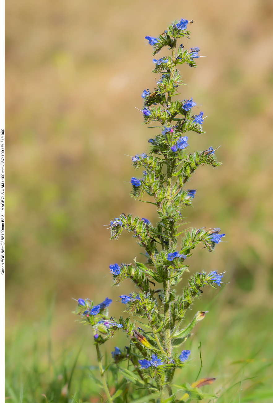 Gewöhnlicher Natternkopf [Echium vulgare]