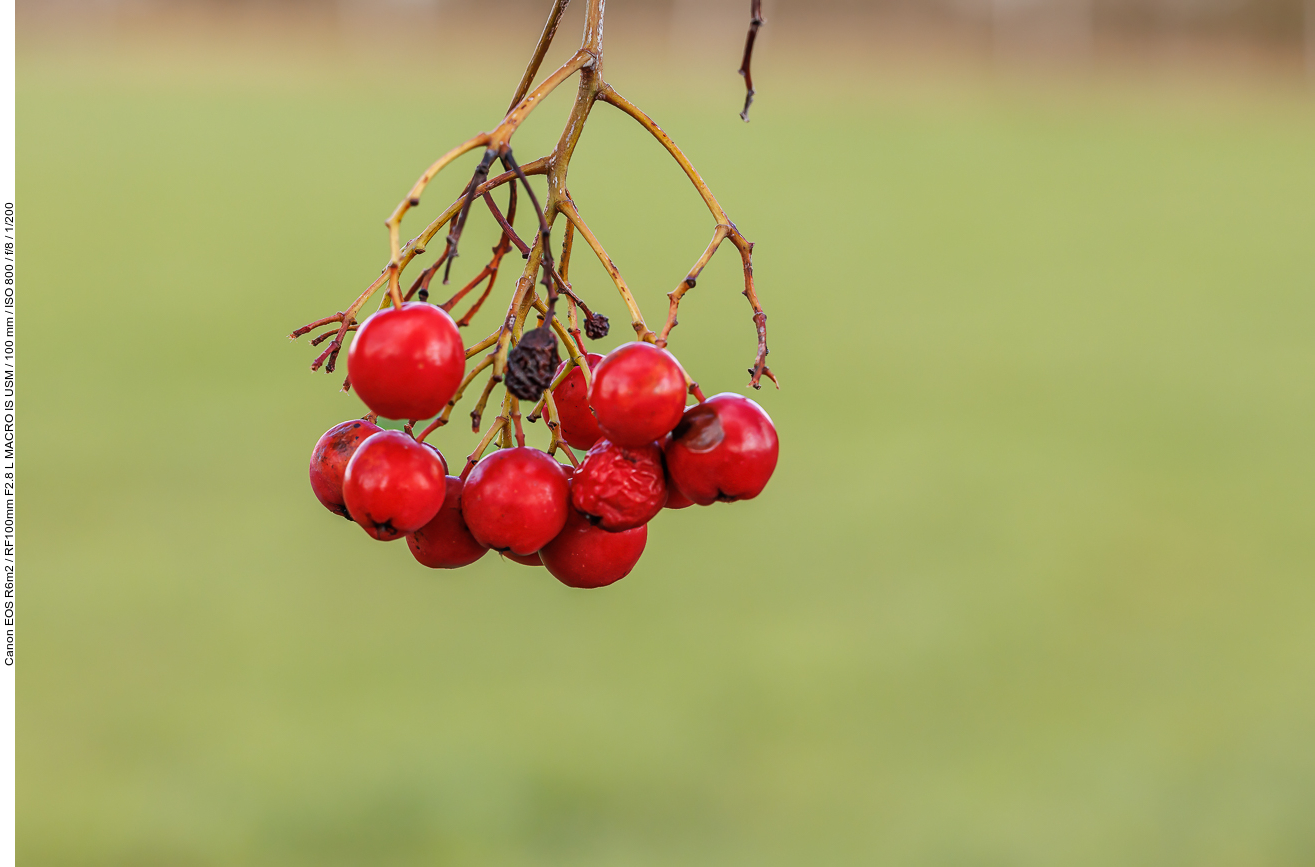 Früchte der Eberesche [Sorbus aucuparia]