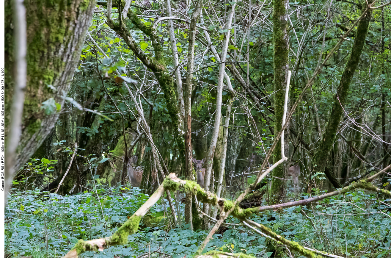 Rehe im Wald versteckt