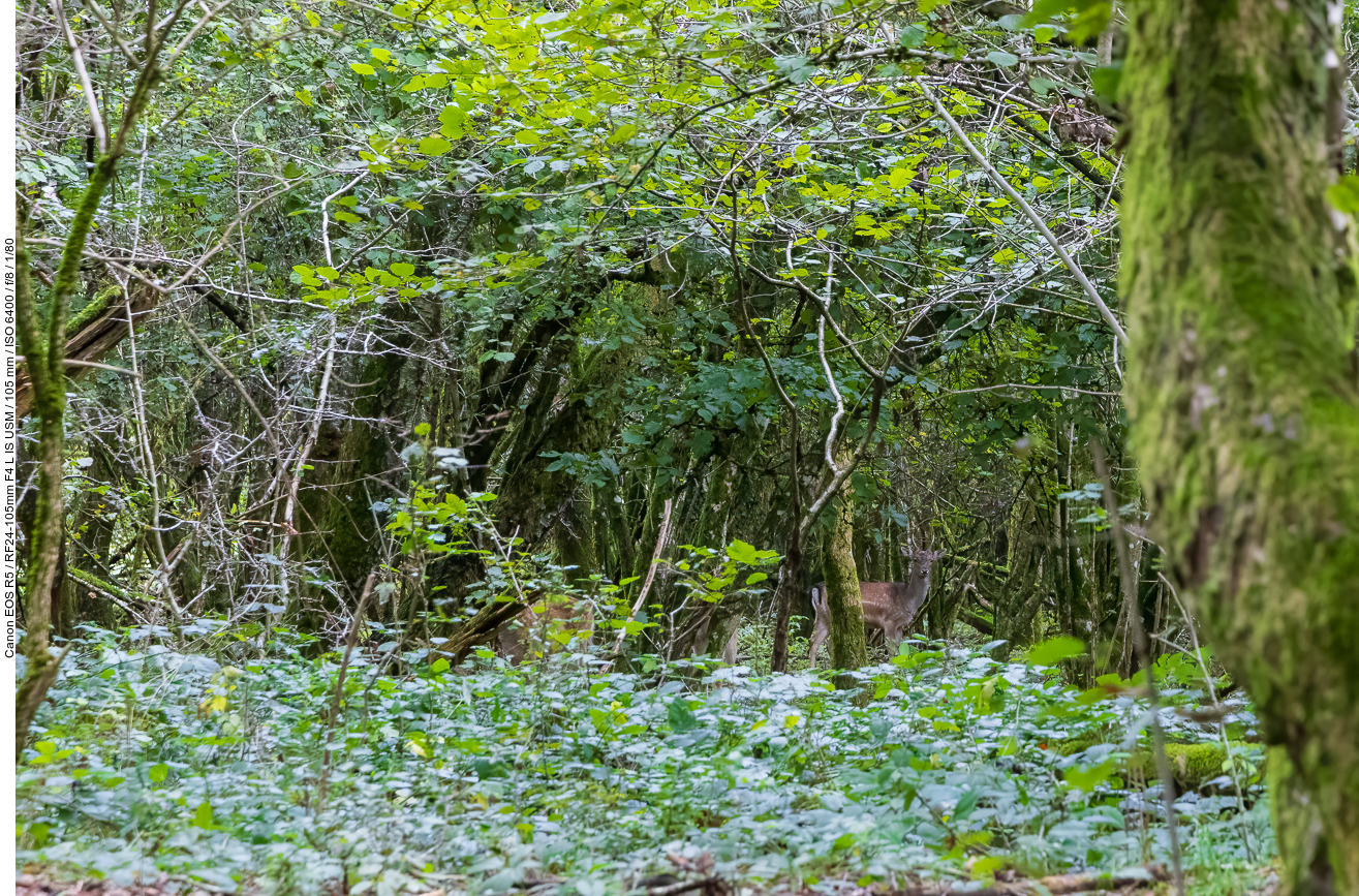 Rehbock mit mehreren Ricken im Wald