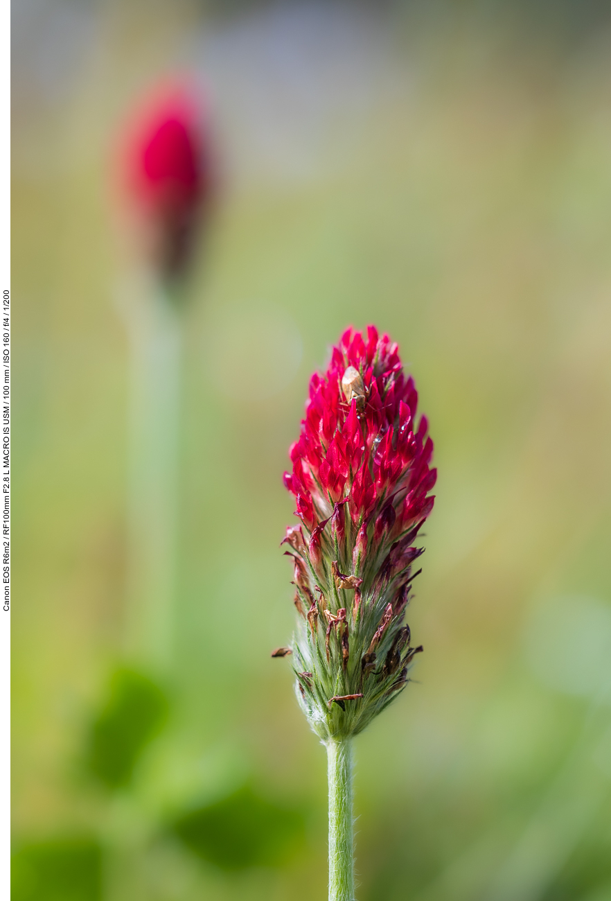 Blut-Klee [Trifolium incarnatum]