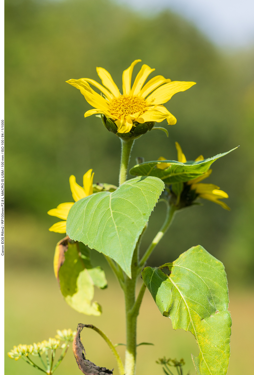 Gewöhnliche Sonnenblume [Helianthus annuus]