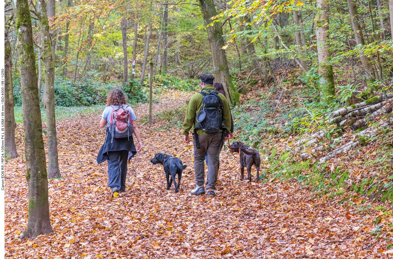 Herbstlaub an Bäumen und auf dem Boden