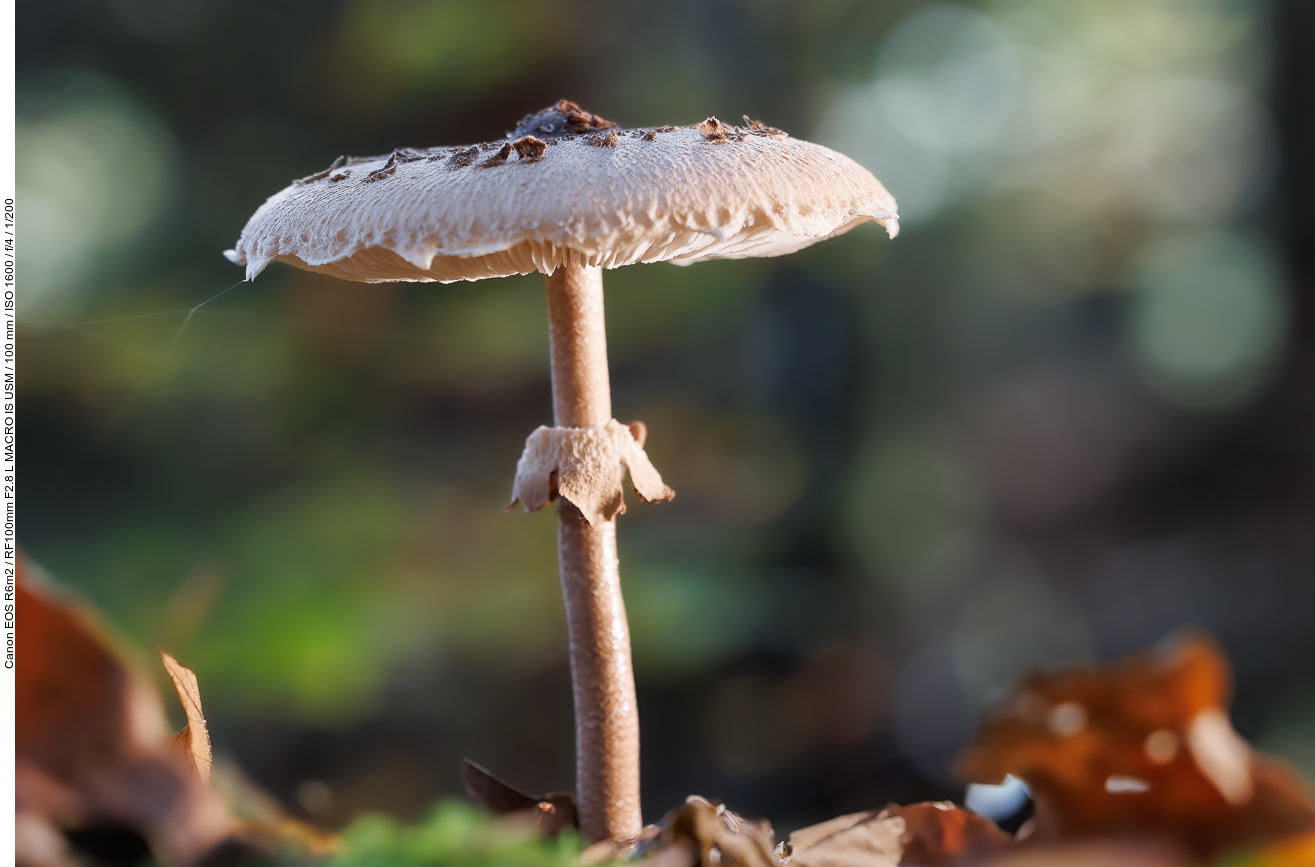 Parasol