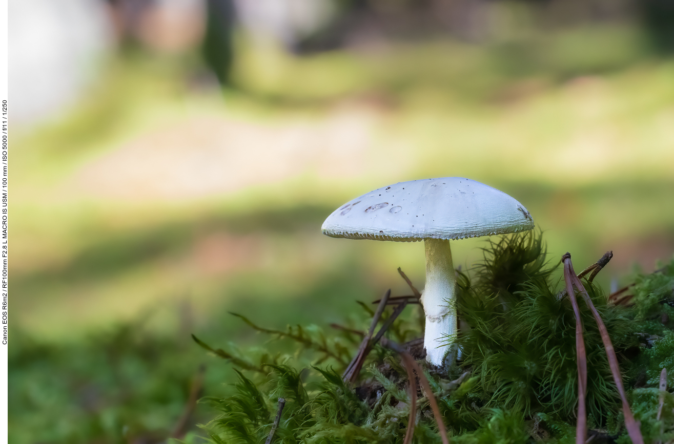 Pilz, unbekannt