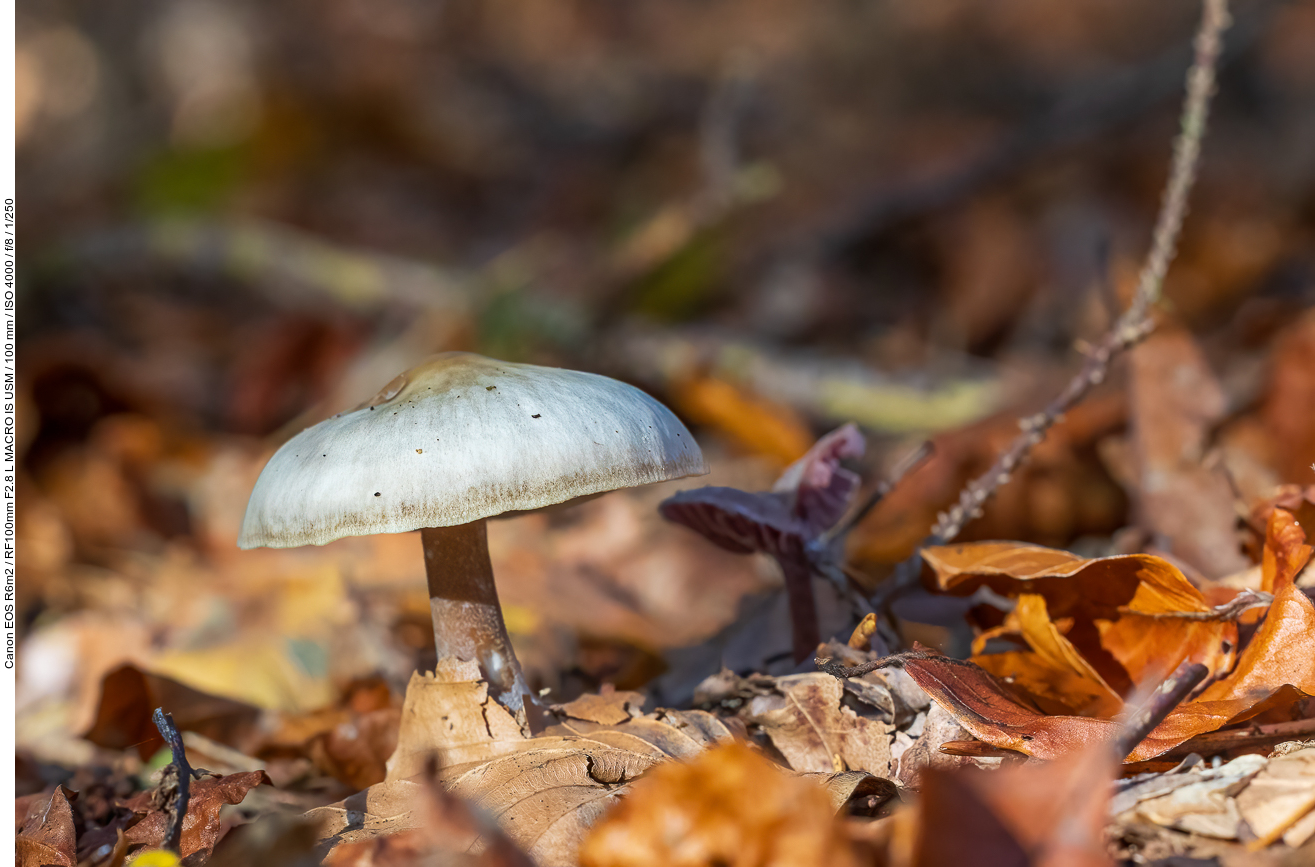 Pilz, unbekannt