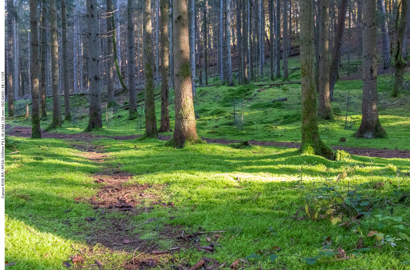 Moosbedeckter Waldboden
