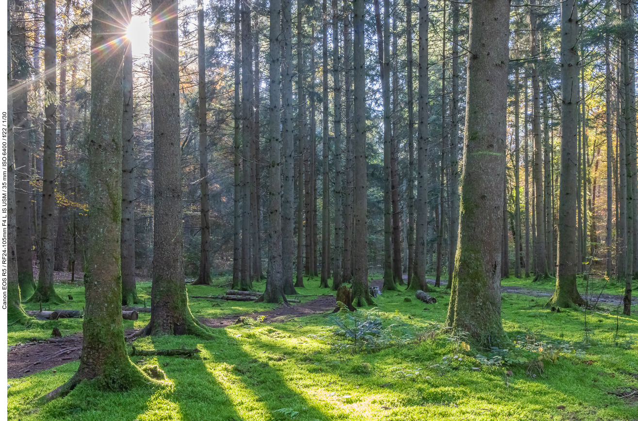 Moosbedeckter Waldboden