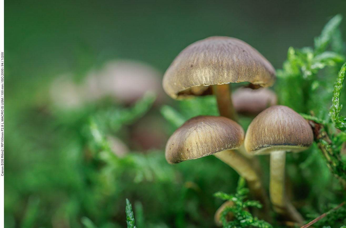 Unbekannter Pilz