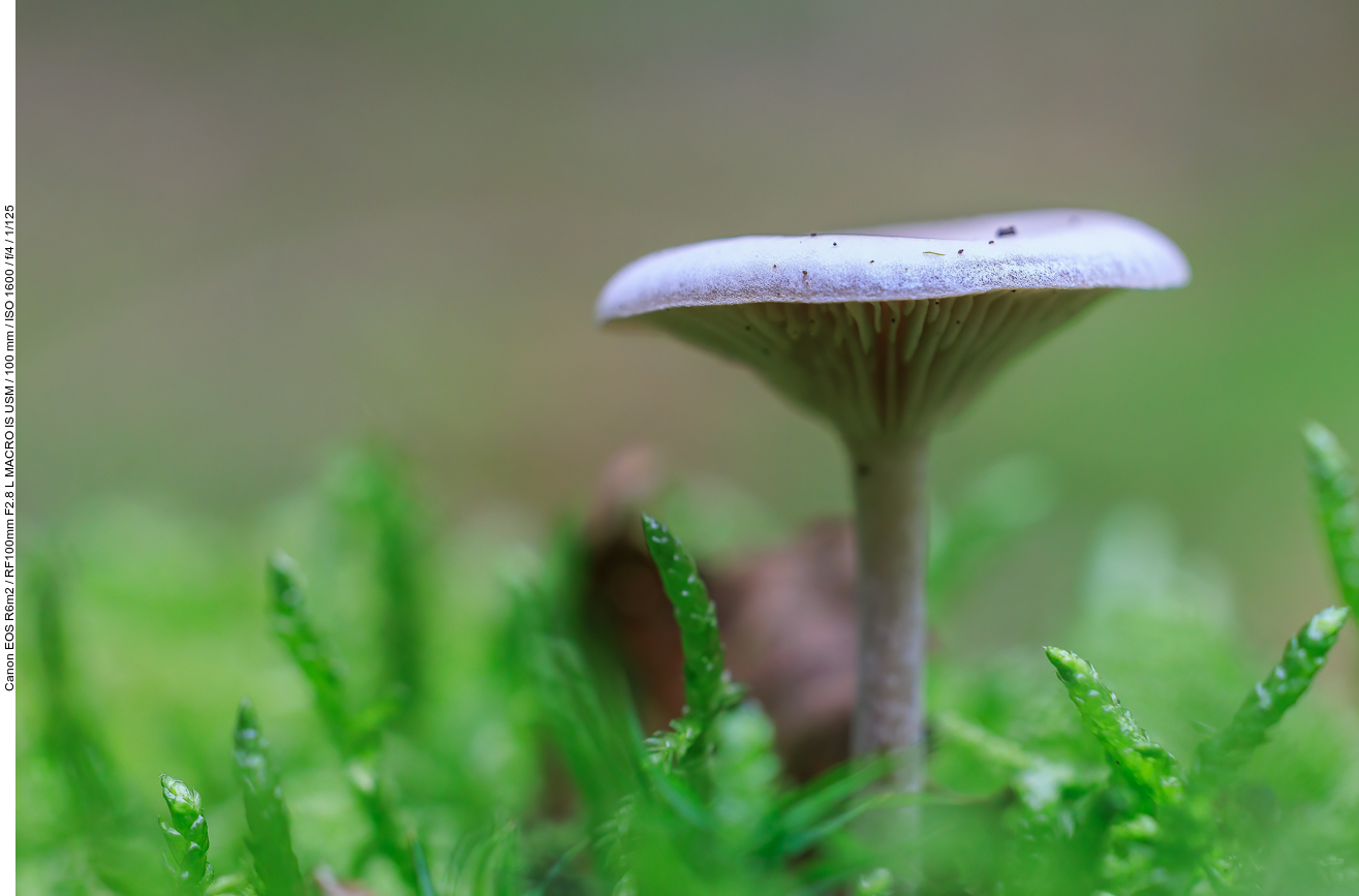 Unbekannter Pilz
