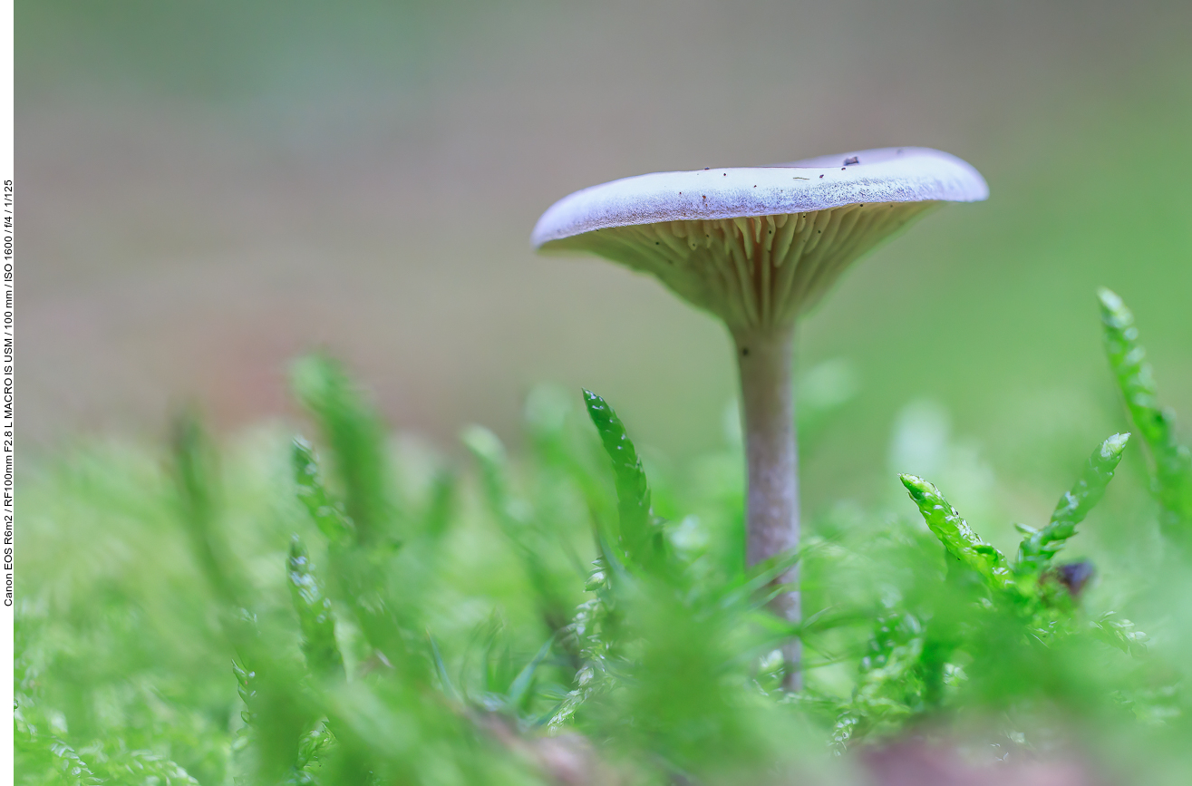 Unbekannter Pilz