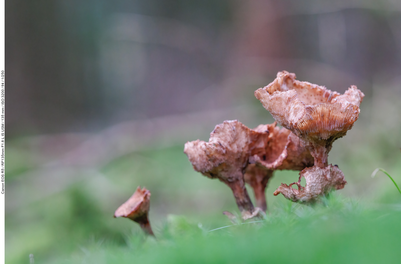 Unbekannter Pilz