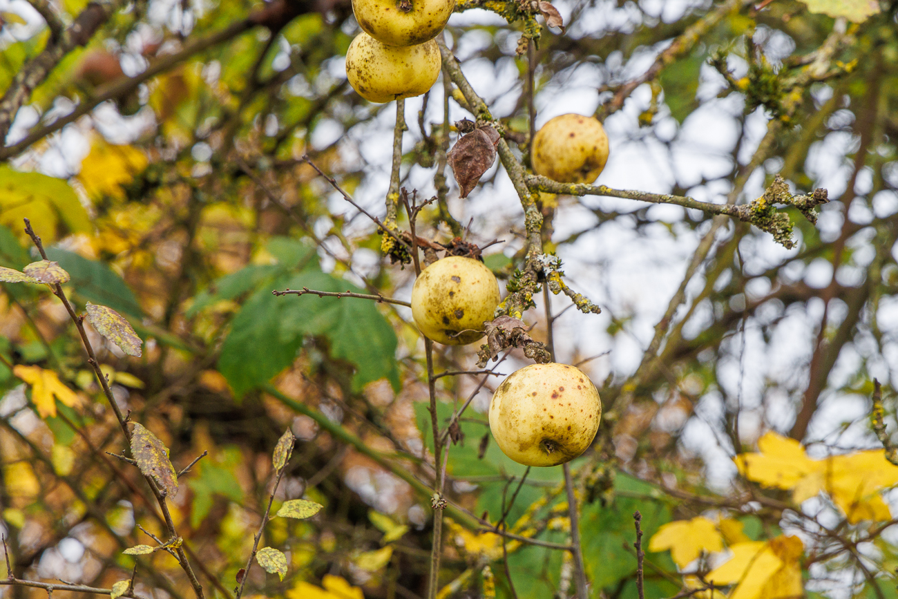 Diese Äpfel haben die besten Zeiten leider hinter sich