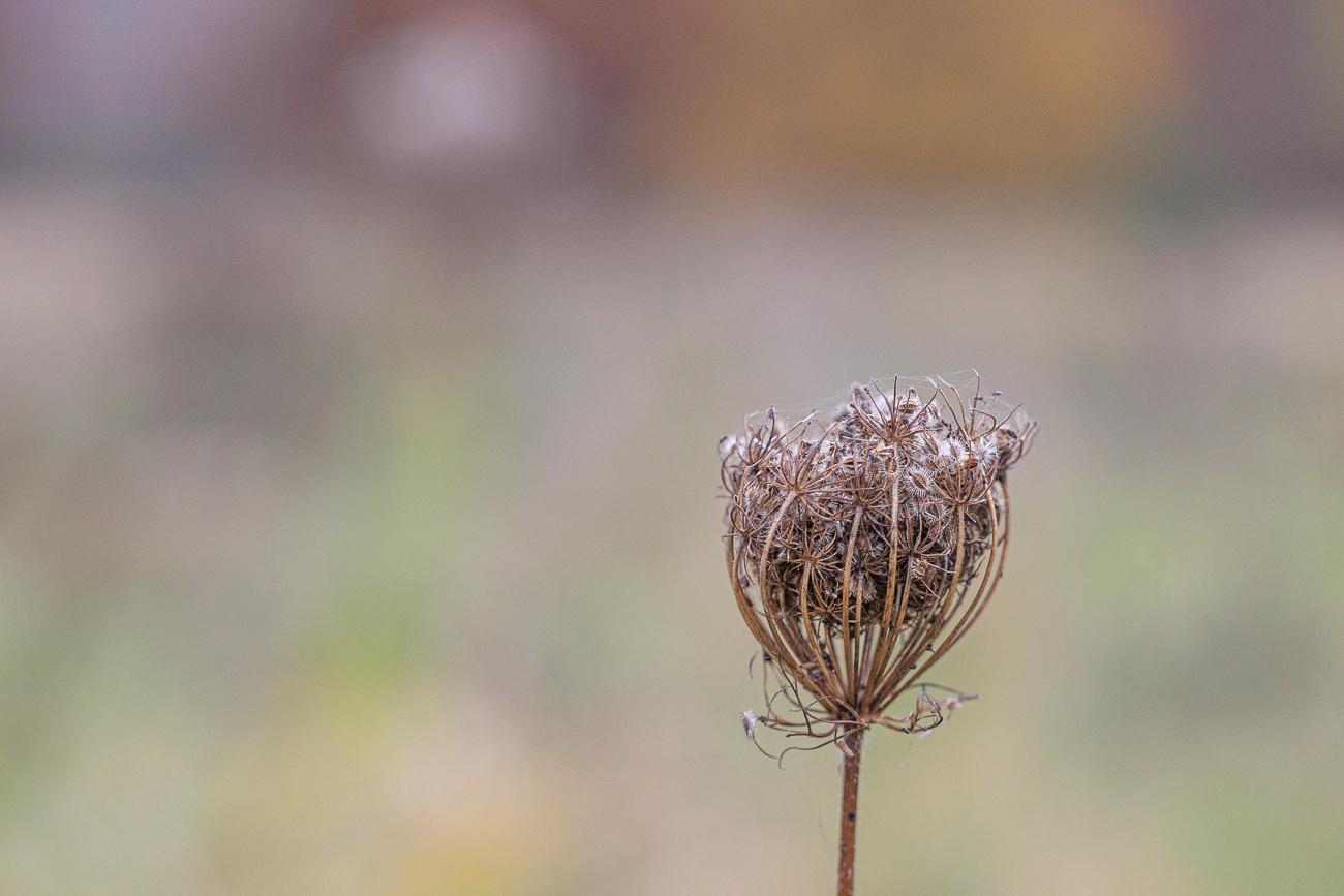Wilde Möhre [Daucus carota]