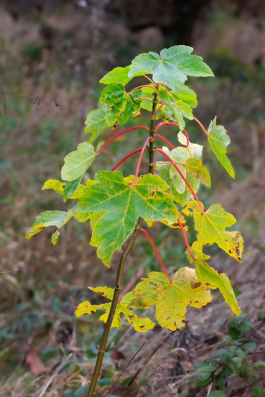 Berg-Ahorn [Acer pseudoplatanus]