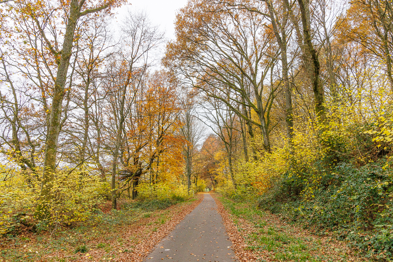 Überall Buntes Laub
