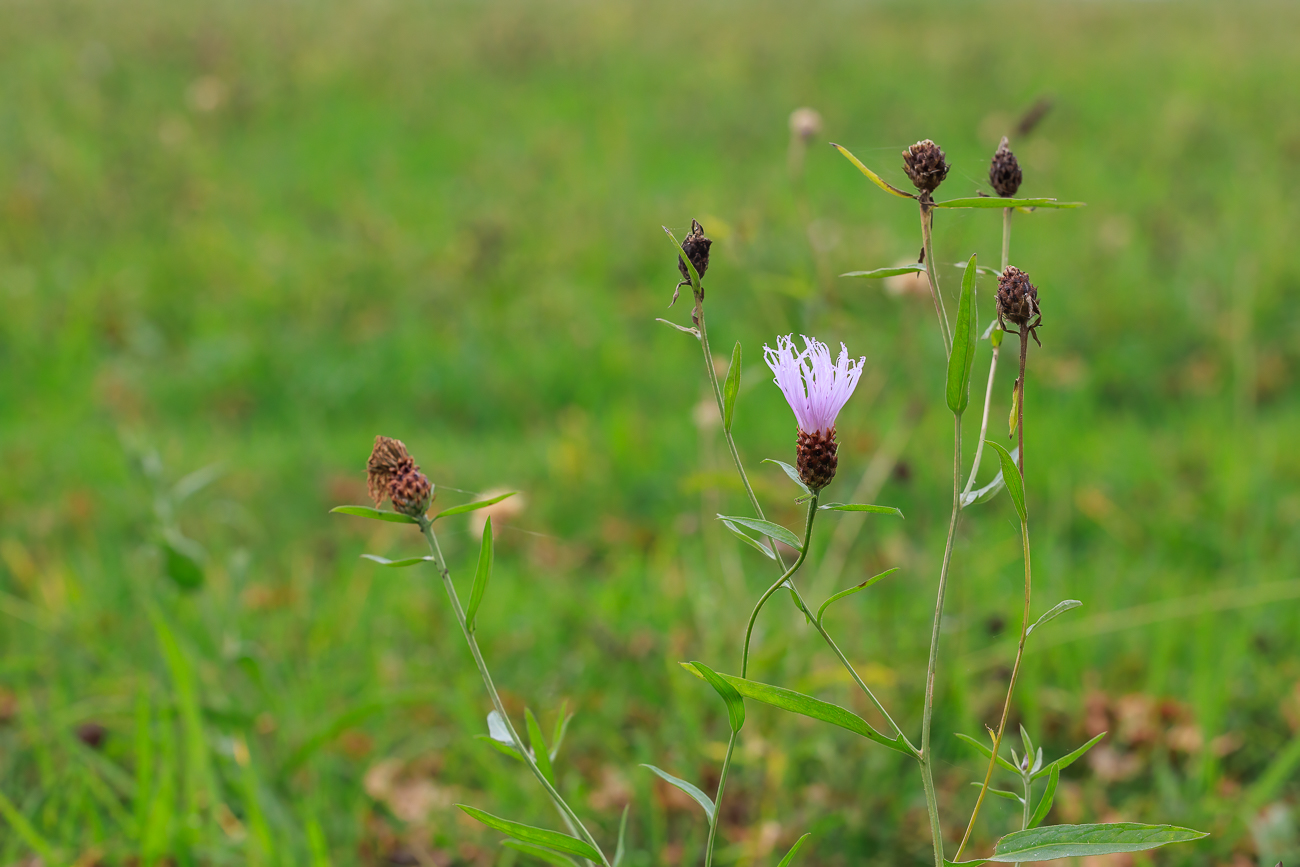 Schwarze Glockenblume [Centaurea nigra]