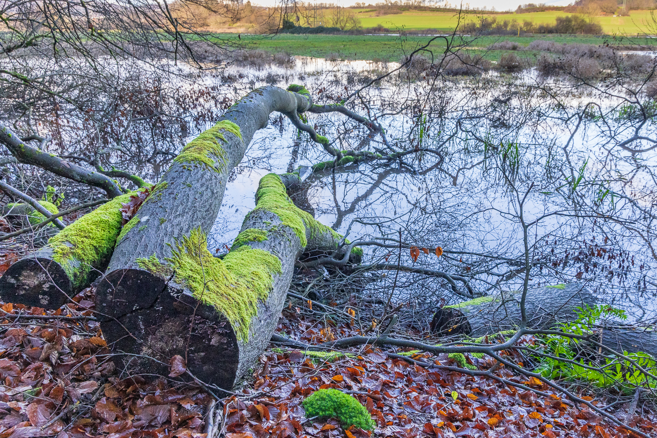 Umgesägter Baum