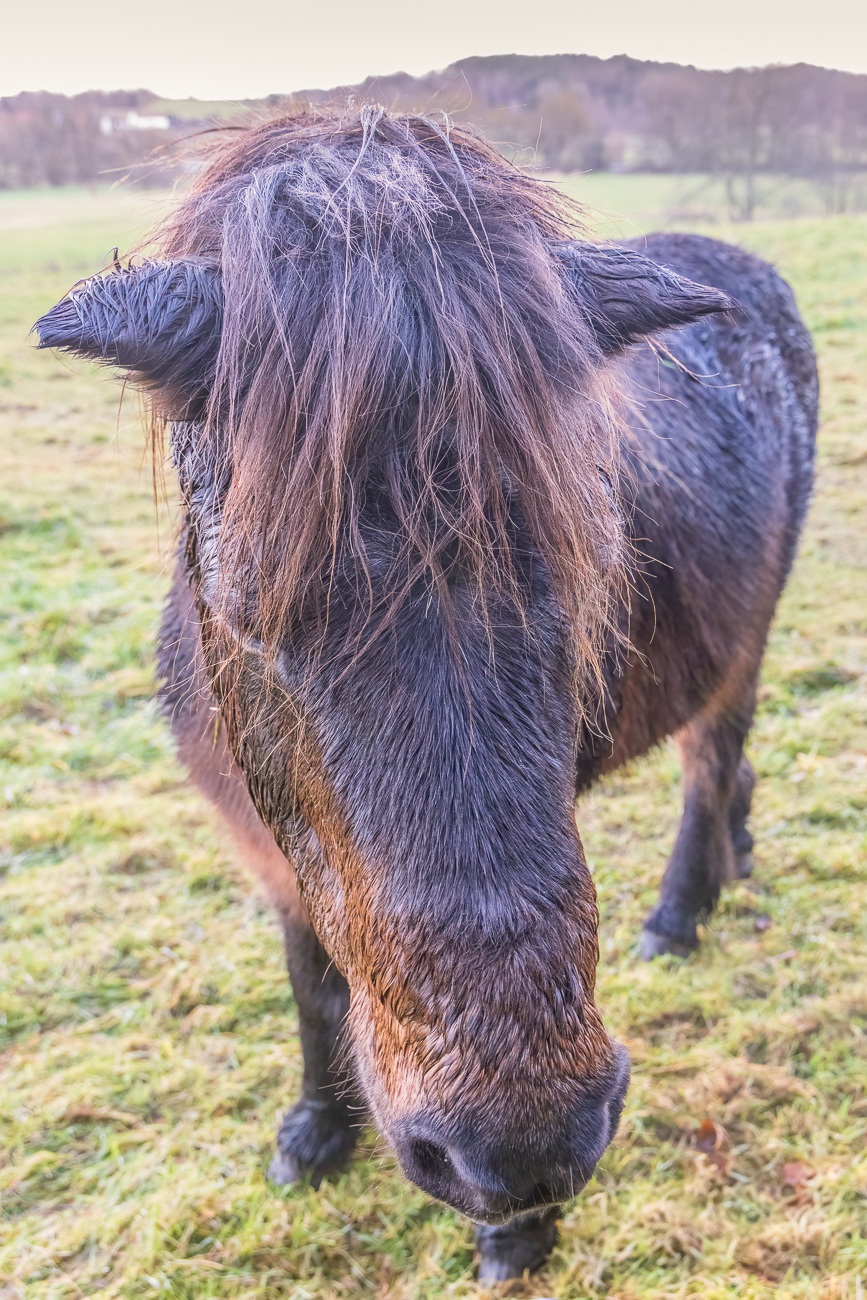 Pferd auf der Weide