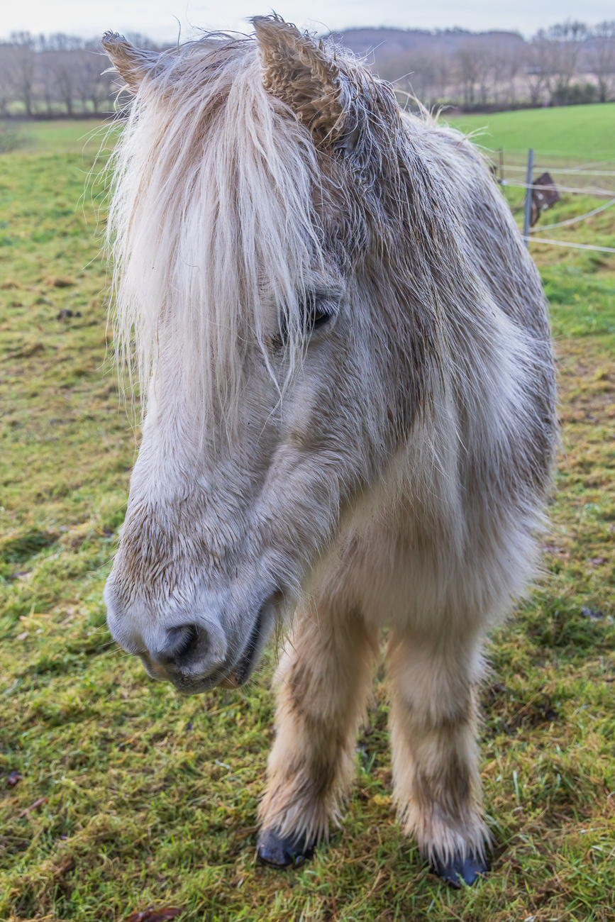 Pferd auf der Weide