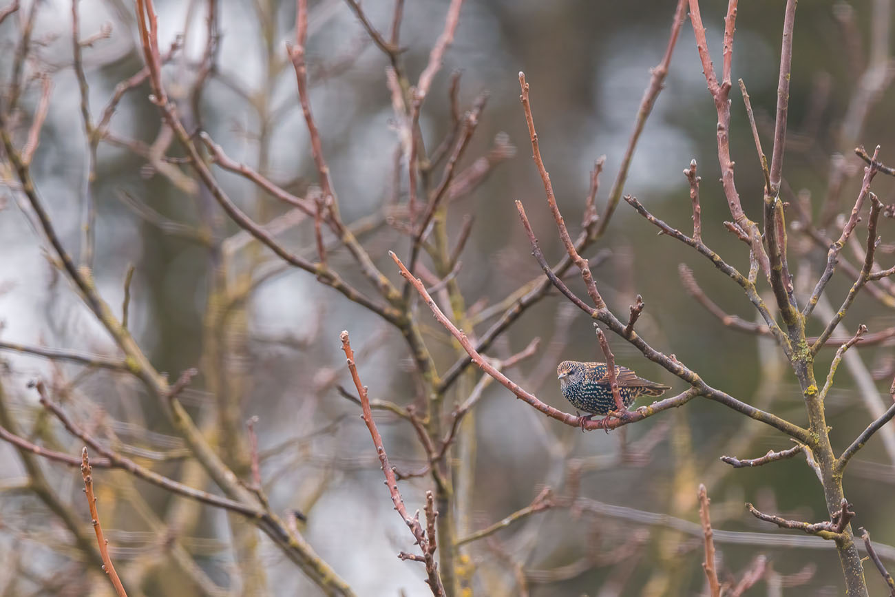 Star in einem Baum