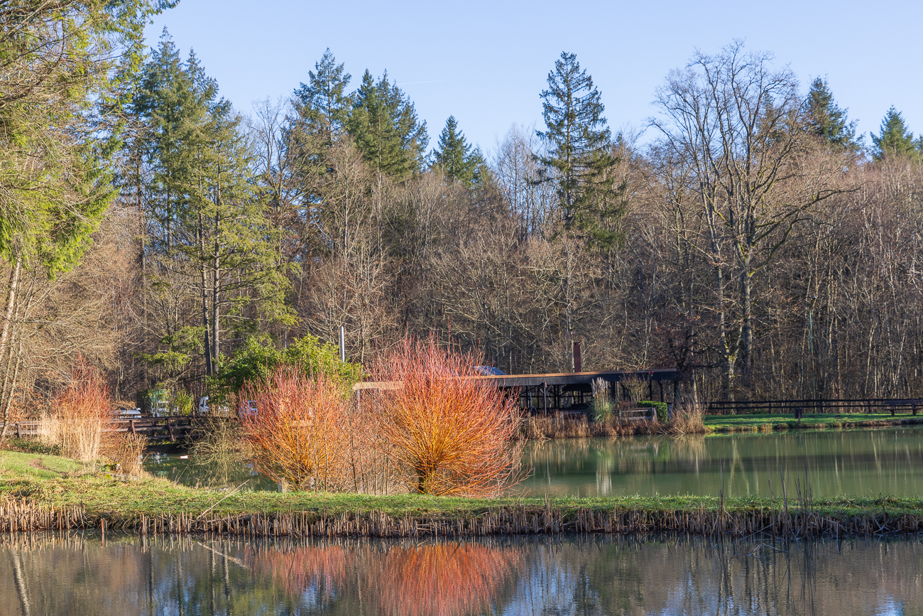 Leuchtende Äste der Korbweide am Angelweiher