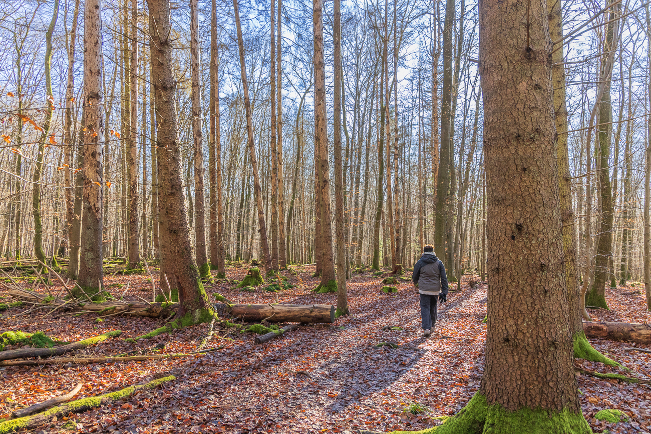 Feuchter Weg durch den Wald