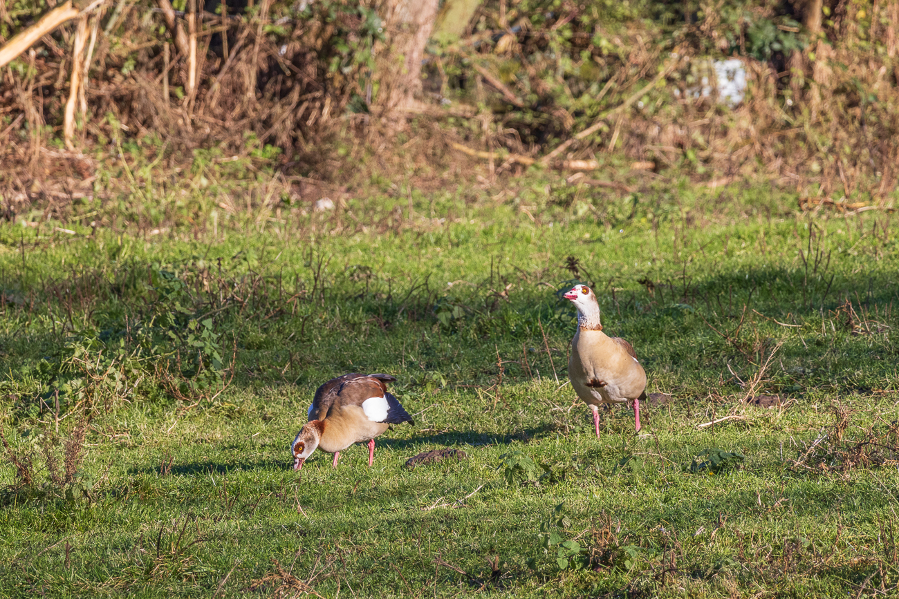 Nilgänse