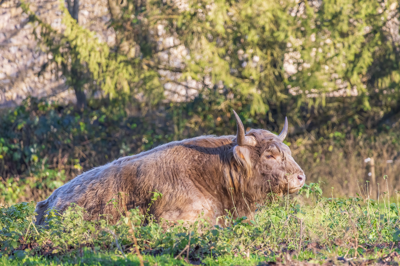 Schottisches Hochland-Rind