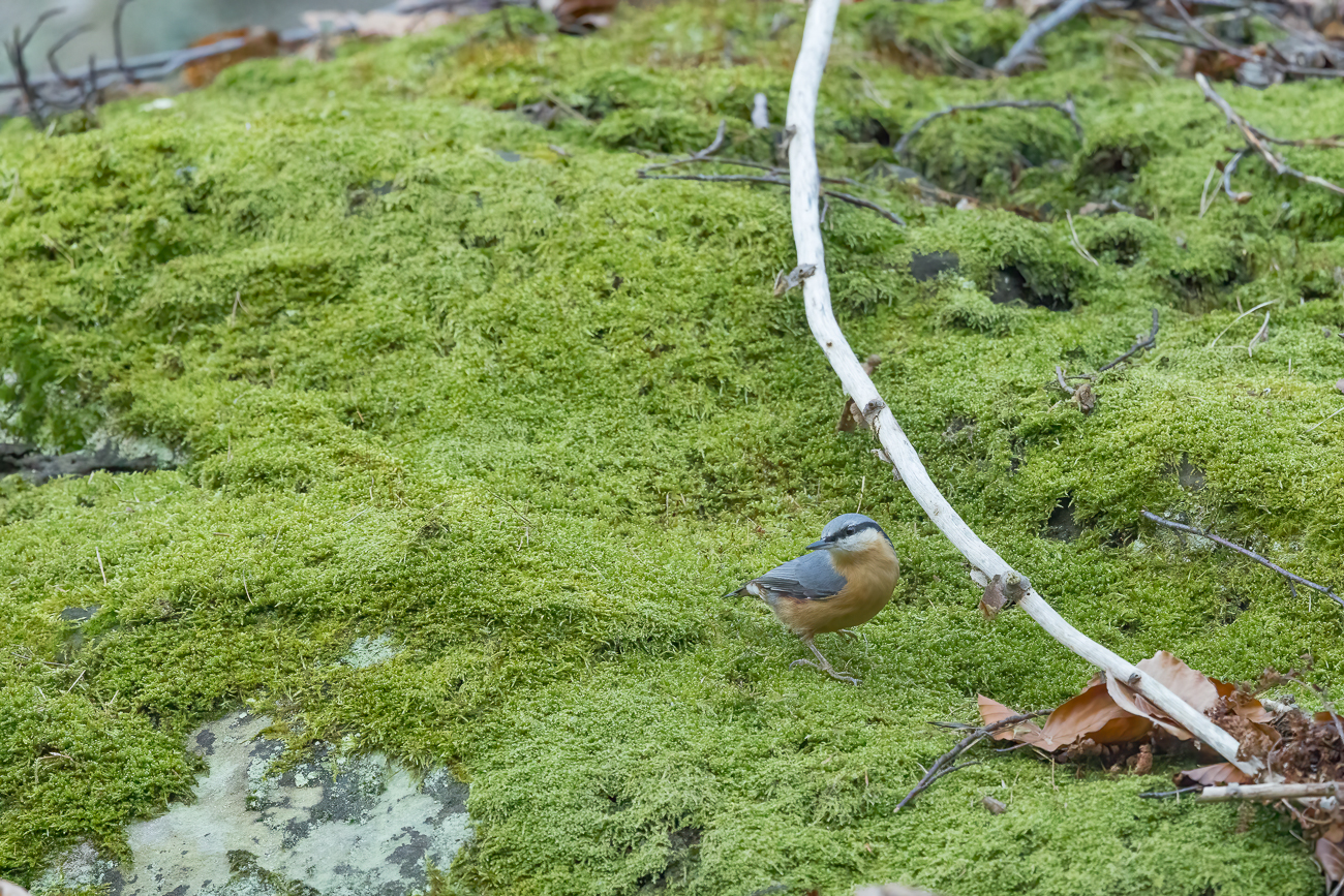 Ein Kleiber beobachtet uns